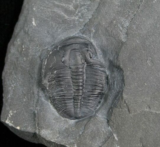 Elrathia Trilobite In Matrix - Utah #6739